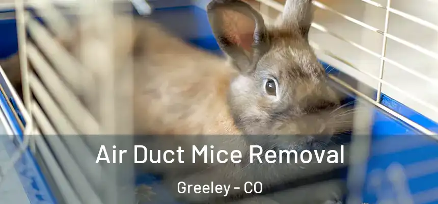Air Duct Mice Removal Greeley - CO