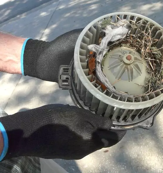 About Air Duct Mice Removal in Greeley, CO